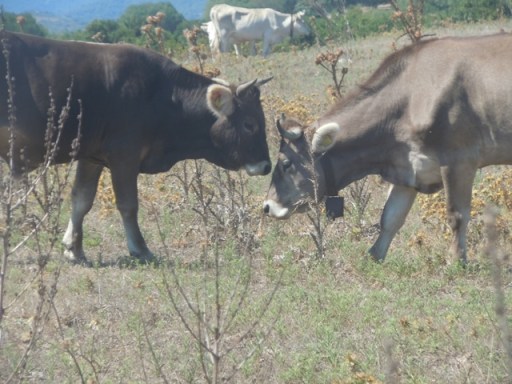 sardaigne 320 - Copie