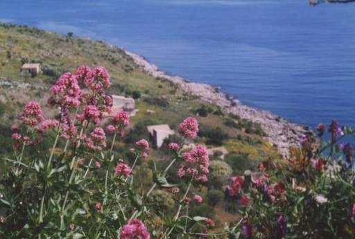 zingaromaiosns des contadini