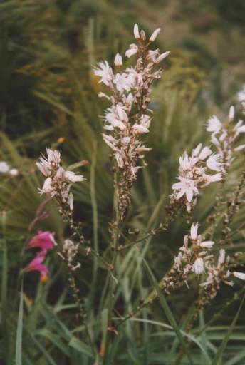 asphodèles et glaïeuls roses