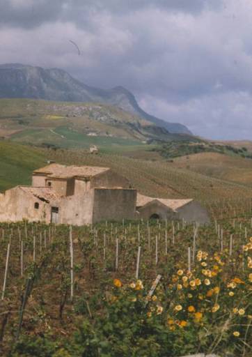 vignoble près de Calatafimi