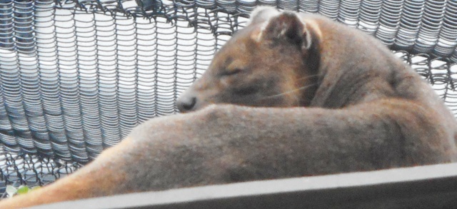 ceci n'est pas un félin!