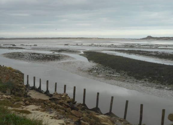 oiseaux sur l'estran