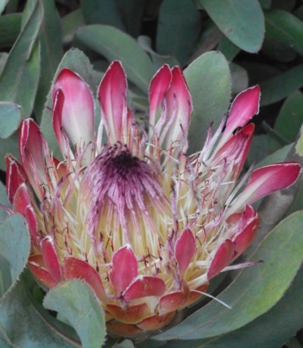 roscoffmpjardin exotique 022 - Copie