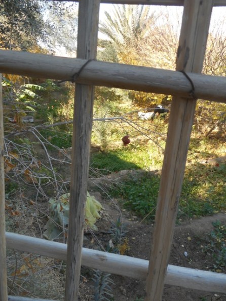 Tamerza petit jardin