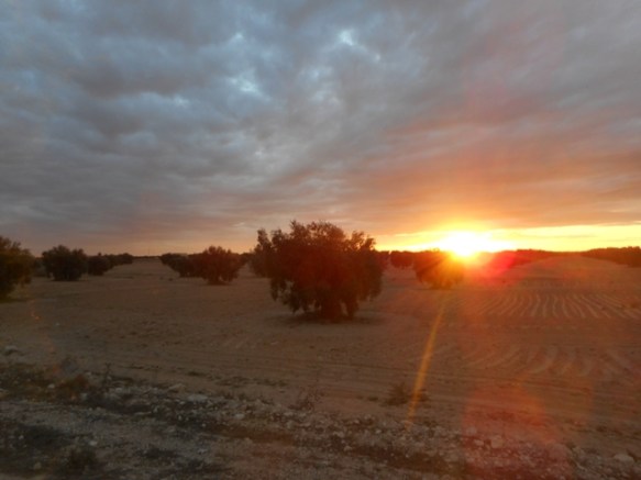 Lever de soleil dans les oliveraies