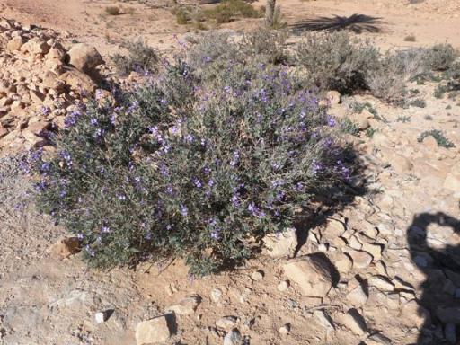 buisson fleuri du désert
