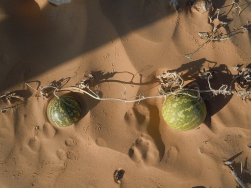Sorte de pastèque du désert très amères mais utilisée comme médicament contre le diabète (en bain de pieds)