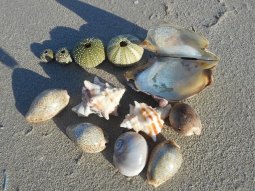 oursins et porcelaines