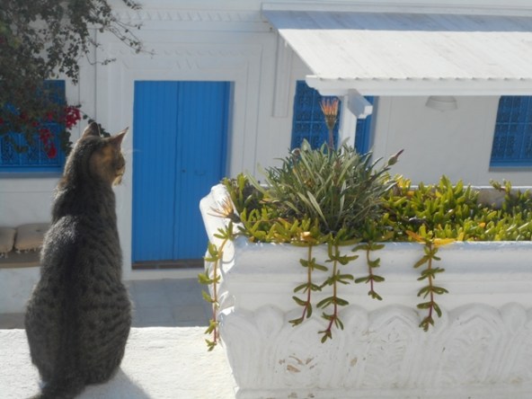 Le patio de Dar Zina, royaume des chats