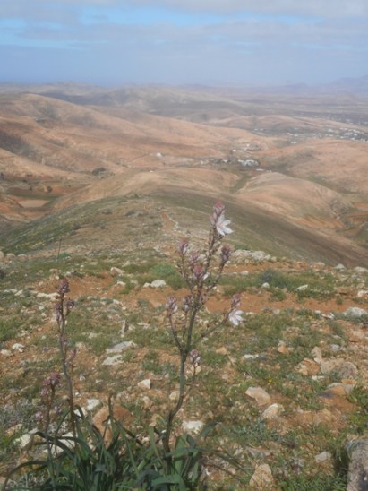 Asphodèle sur le GR131