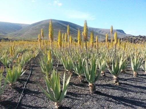 aloe vera
