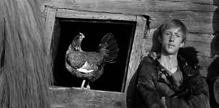 andreiroublev enfant coq