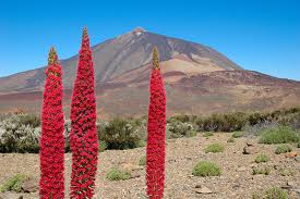 Tajinaste fleuri à une autre saison(image prise sur Internet)