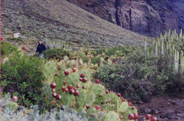 Pointe de Teno - Copie - Copie