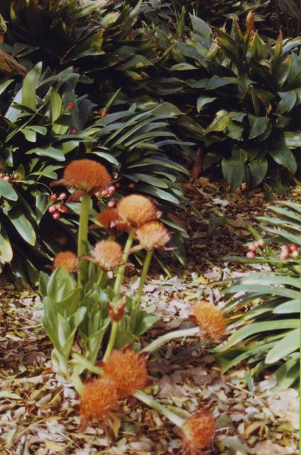 Exotiques et étranges