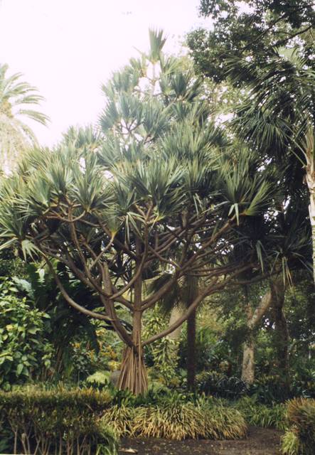 jardin botanique de puerto dela  - Copie