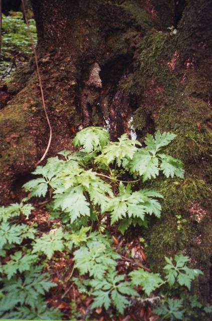 Au centre toutes les explication sur cette pluie horizontale où prospère mousses et géraniums