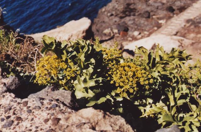lechuga de mar Astydamia latifolia
