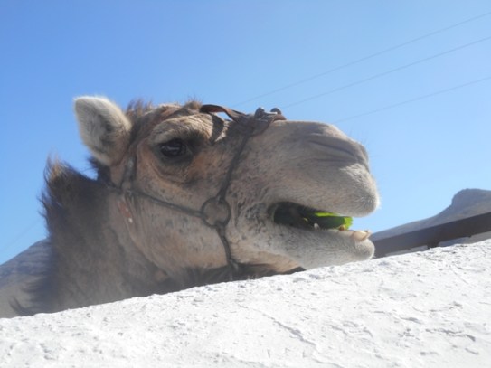 canaries 2015mp 068 - Copie