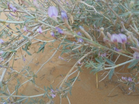 ouzbekistan mp2015 187 - Copie