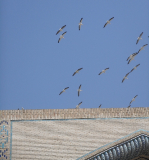 les cigognes planent au dessus de la madrasa d'Ouloug Beg