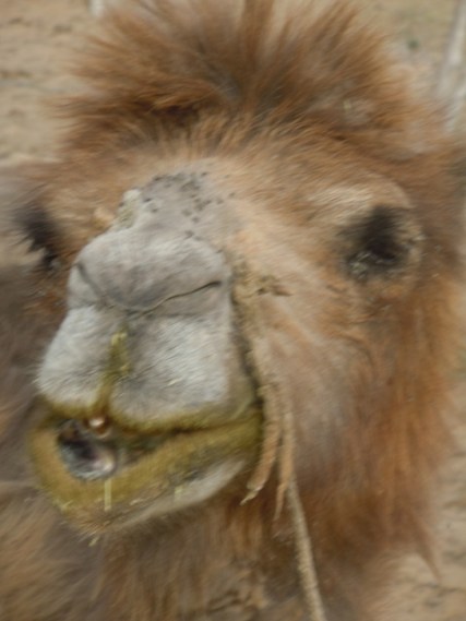 chameau de Bactriane