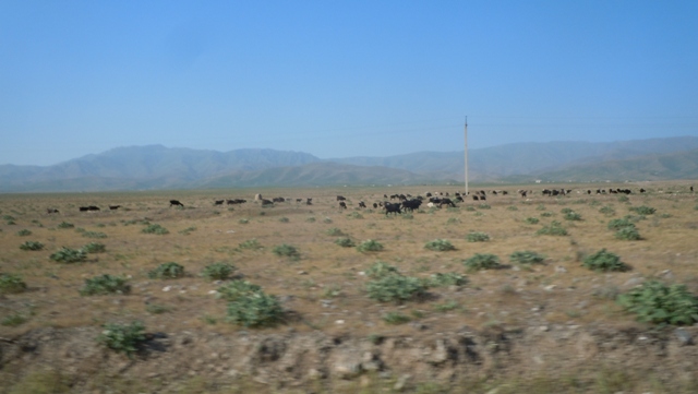 les troupeaux dans la steppe