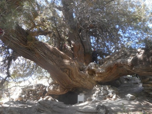 Le "sapin" bimillénaire
