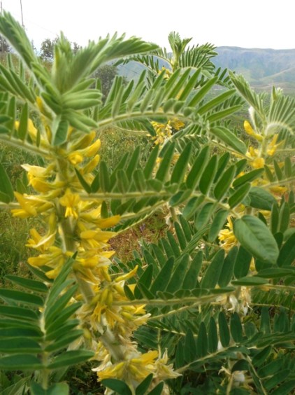 ouzbekistan mp2015 268 - Copie