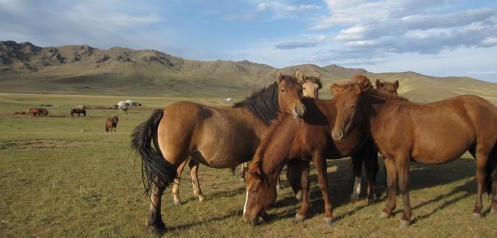 Chevaux_en_Mongolie