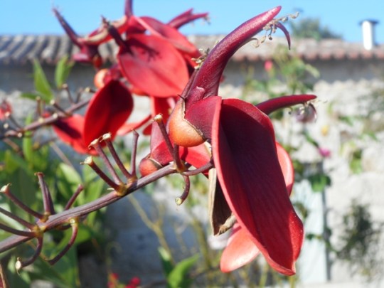 qui connaît cette fleur?
