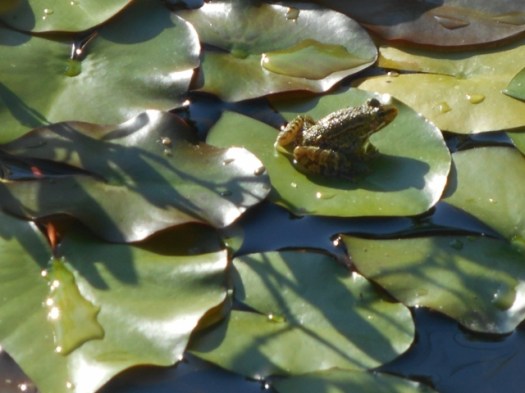 portugal mp1 127 - Copie