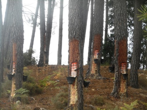 la pinède à notre porte