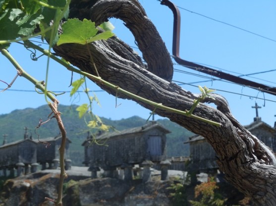 portugal2015dt 040 - Copie