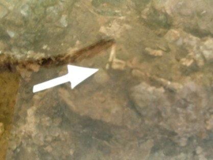 os d'embryon de dinosaure dans l'oeuf