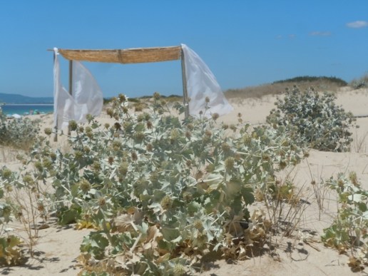 portugal2015dt 242 - Copie