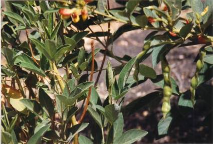haricots-congo arbustifs