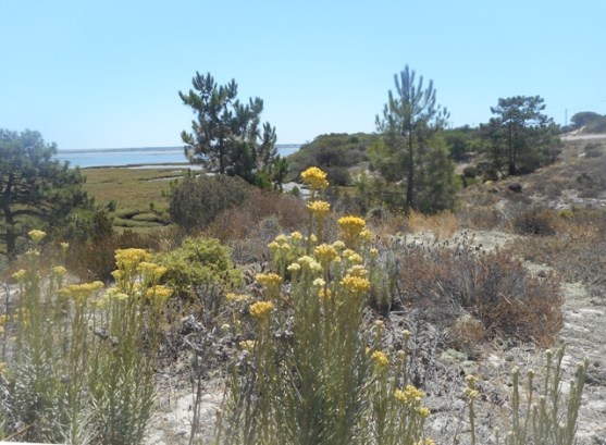 l'estuaire vu du cordon dunaire