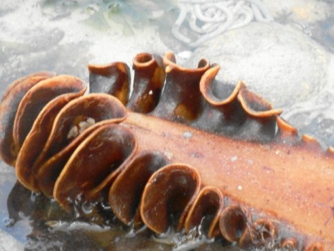 sillon de talbert4 - Copie