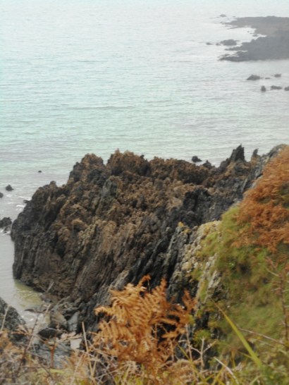 perros 2015 003 - Copie