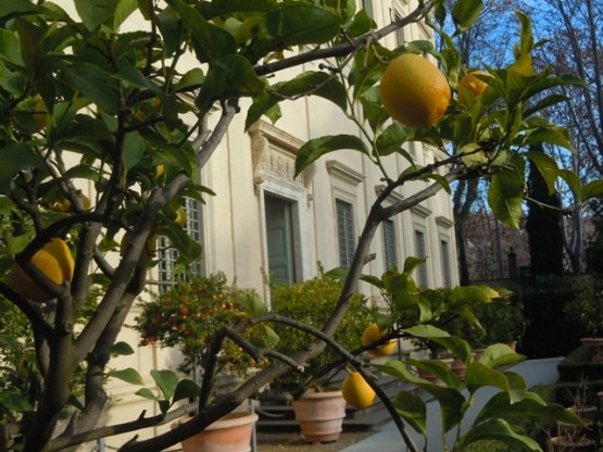 les orangers de la Farnesina