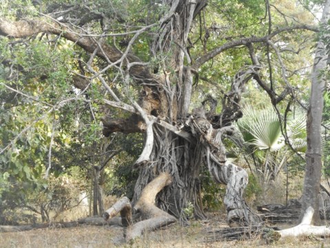 bois sacré d'Enampore
