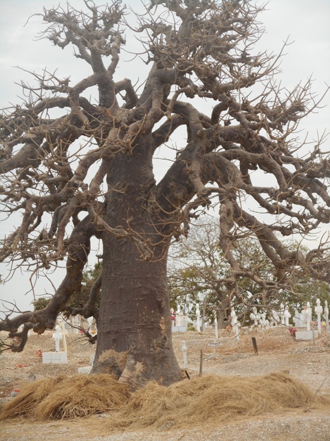 Baobab du cimetière de Fadiouth