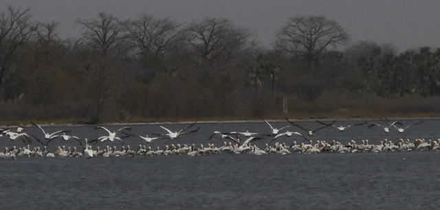 Vol de pélican sur la Casamance