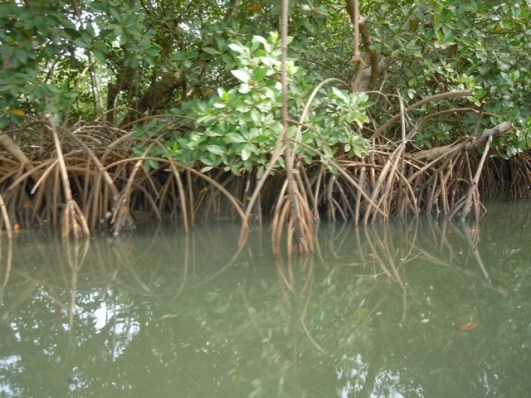 pirogue dans la mangrove