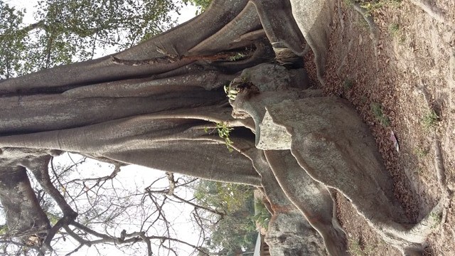 un fromager de Mlomp