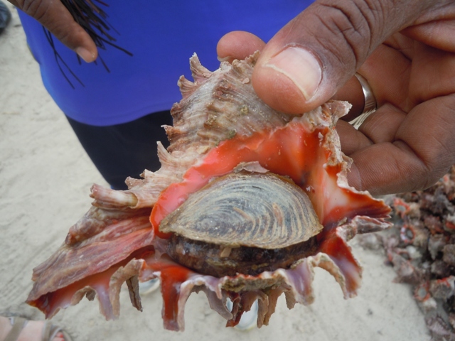 murex avec son opercule