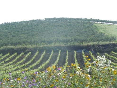 Dans la campagne vignes et fleurs