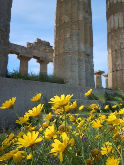 Sélinunte temple E derrière les anthémis