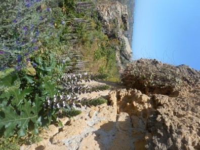 la muraille d'Akragas et les acanthes